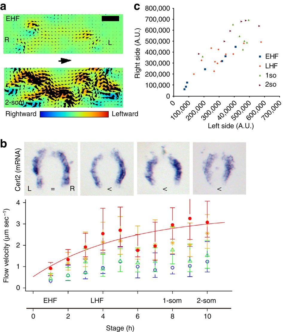 Two rotating cilia in the node cavity are sufficient to break left–right  symmetry in the mouse embryo | Nature Communications