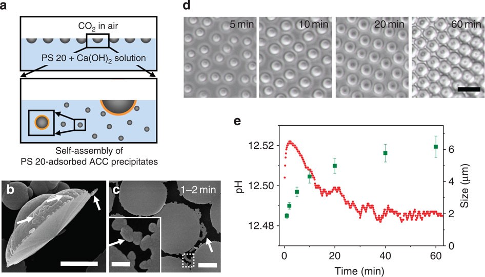 Self-assembly of amorphous calcium carbonate microlens arrays | Nature  Communications