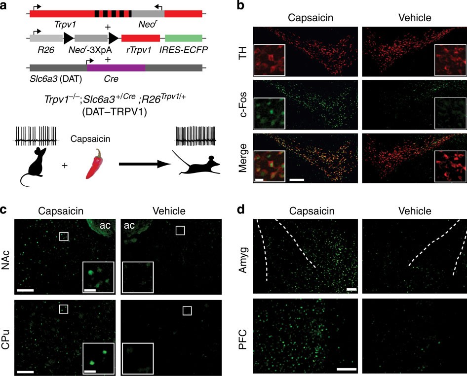 Transient activation of specific neurons in mice by selective expression of  the capsaicin receptor | Nature Communications