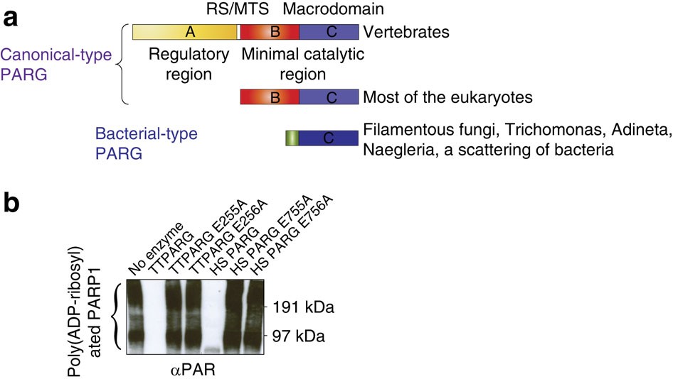 Structure And Mechanism Of A Canonical Poly Adp Ribose Glycohydrolase Nature Communications