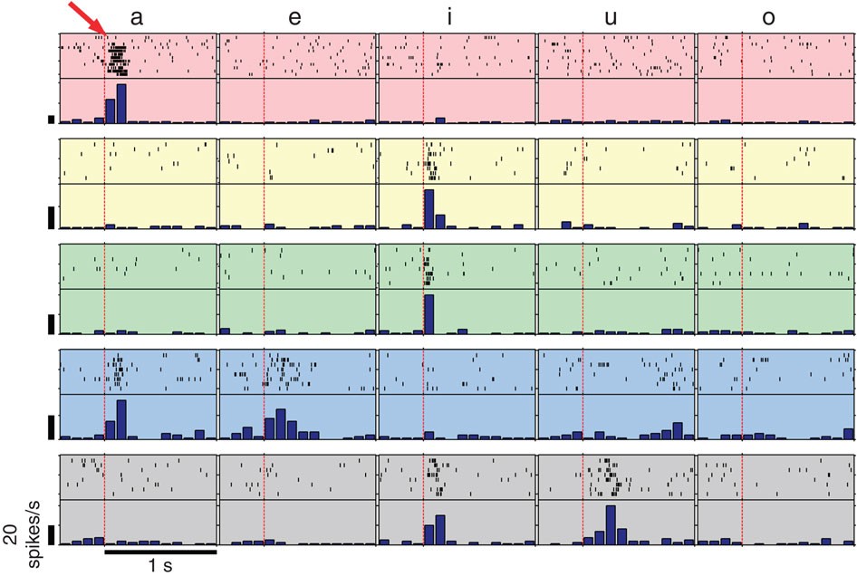 Structured Neuronal Encoding And Decoding Of Human Speech - 