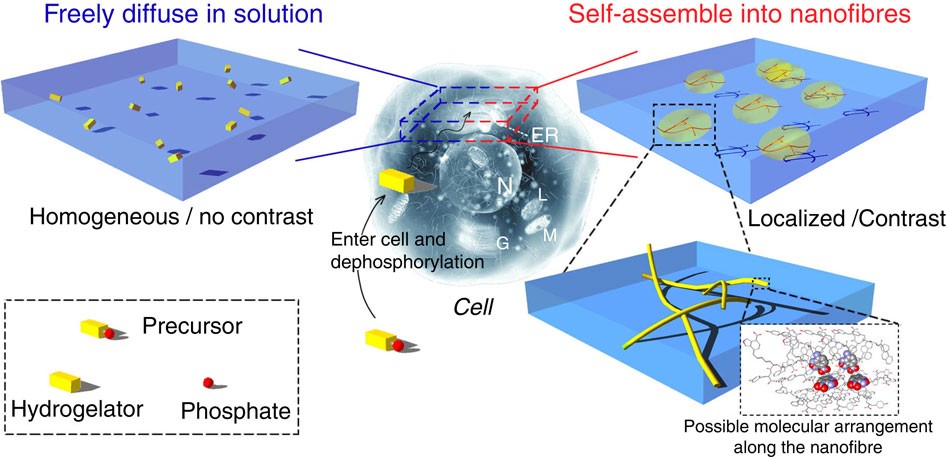 Imaging enzyme-triggered self-assembly of small molecules inside live cells