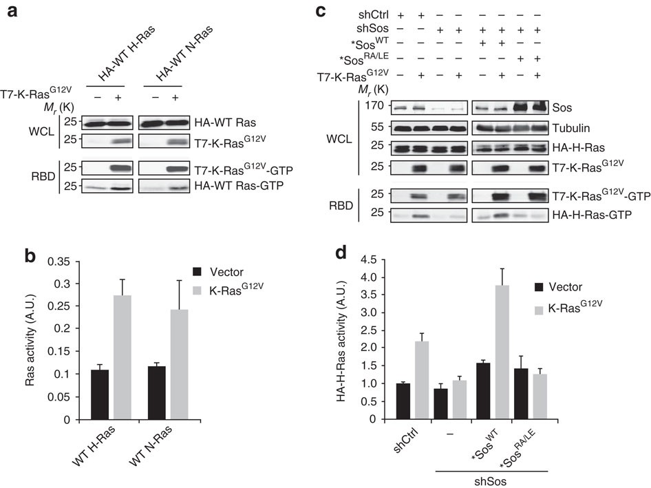 Sos-mediated cross-activation of wild-type Ras by oncogenic Ras is  essential for tumorigenesis | Nature Communications
