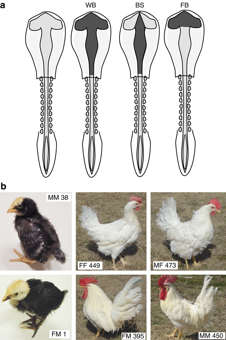 A genetically female brain is required for a regular reproductive cycle in  chicken brain chimeras | Nature Communications