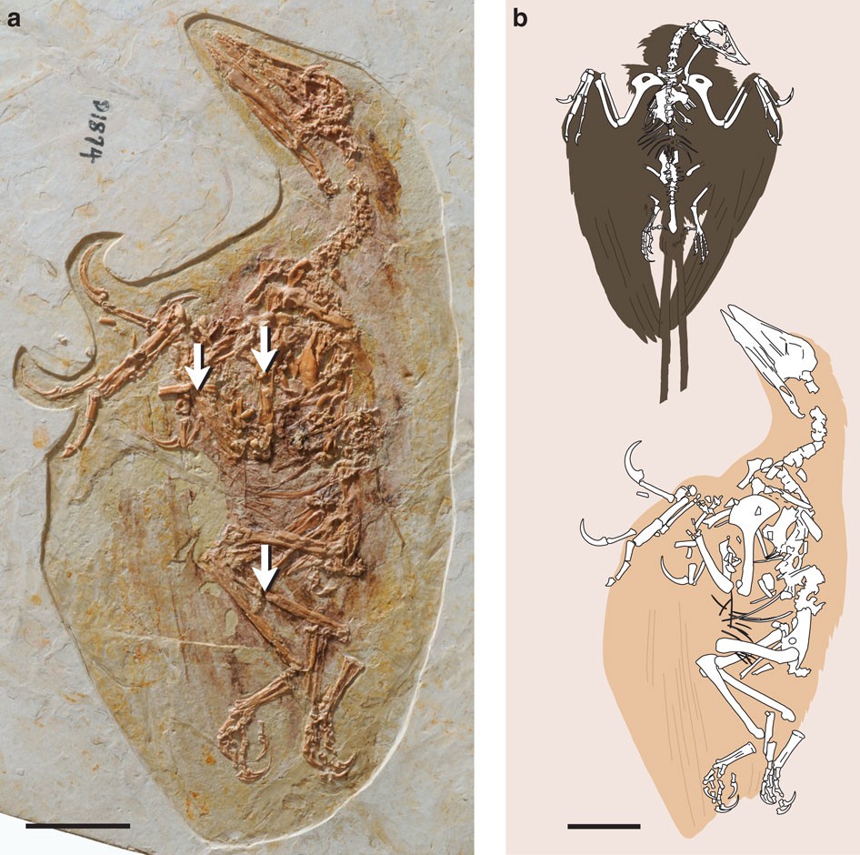 Gender identification of the Mesozoic bird Confuciusornis sanctus | Nature Communications
