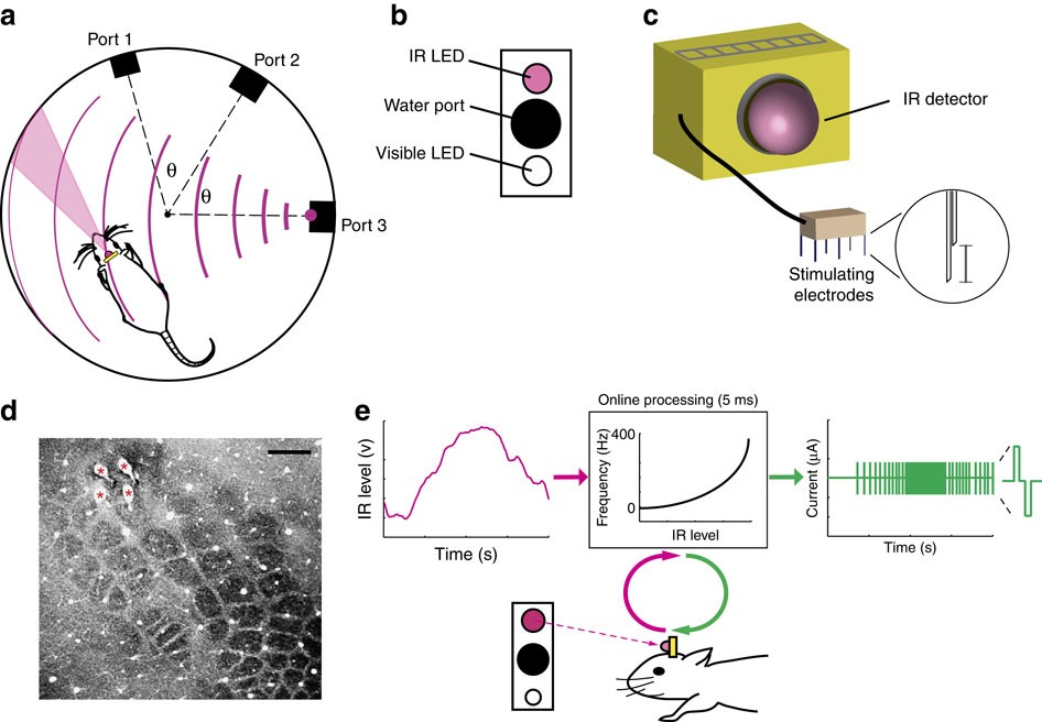 Frontiers  Whisker and Nose Tactile Sense Guide Rat Behavior in a Skilled  Reaching Task