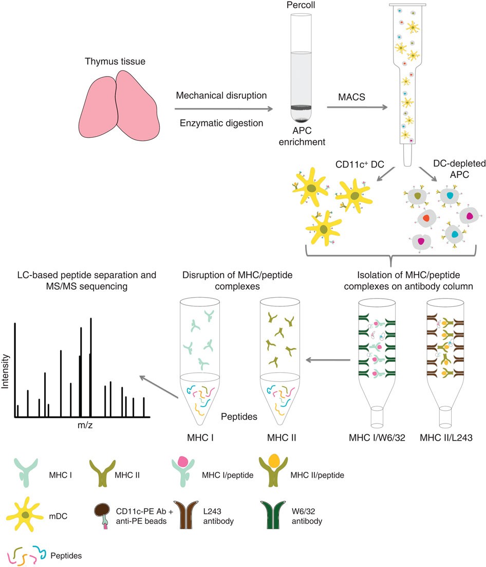 Exploring the MHC-peptide matrix of central tolerance in the human thymus