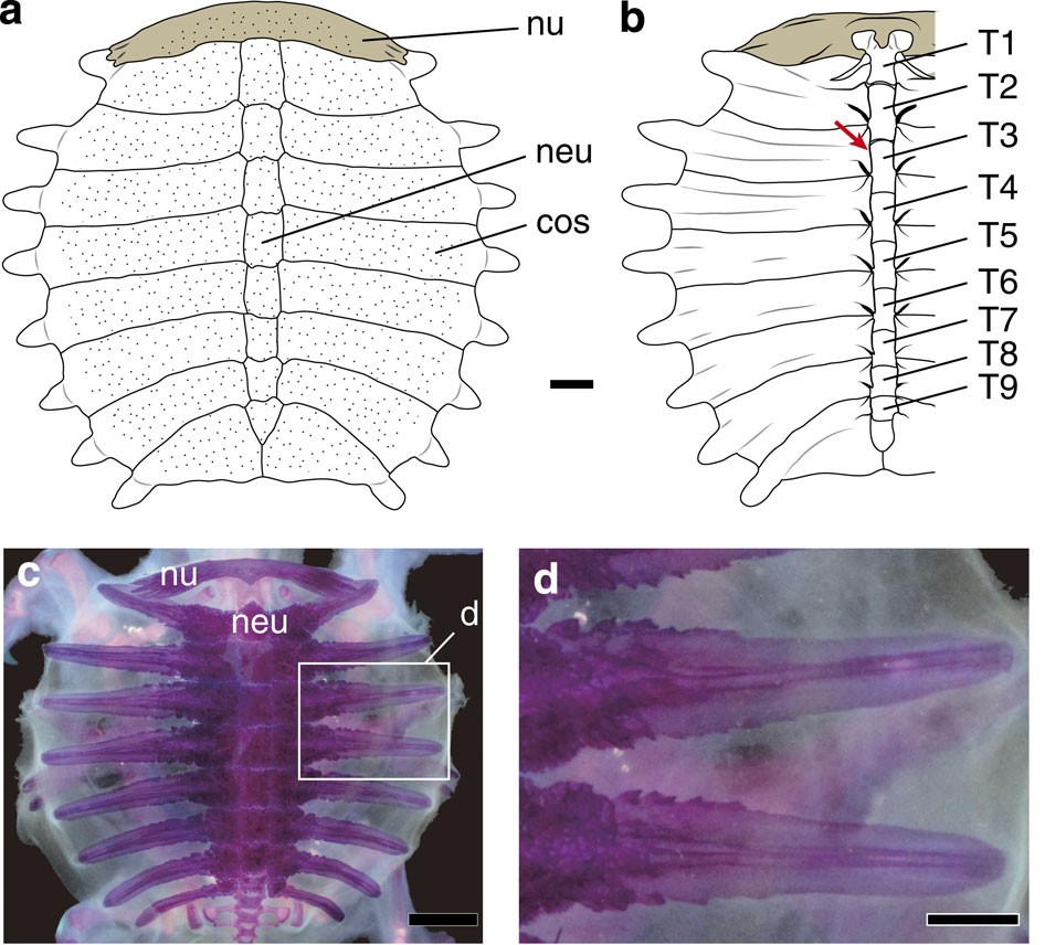 Turtle Shells: Anatomy and Diseases