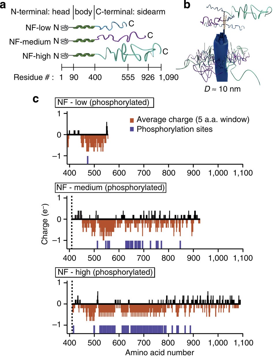 Neurofilament sidearms modulate parallel and crossed-filament orientations  inducing nematic to isotropic and re-entrant birefringent hydrogels |  Nature Communications