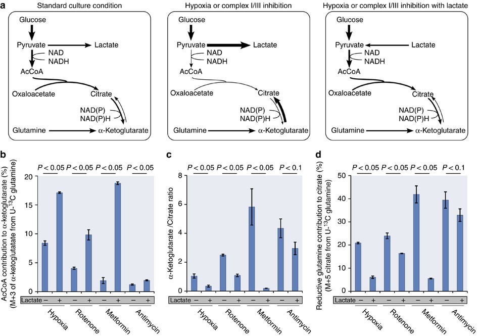 Figure 2: Metabolic parameters modulate reductive carboxylation.