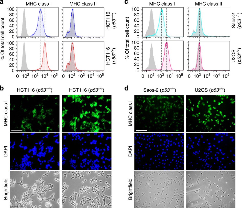 increases class expression upregulating the endoplasmic reticulum aminopeptidase ERAP1 | Nature Communications