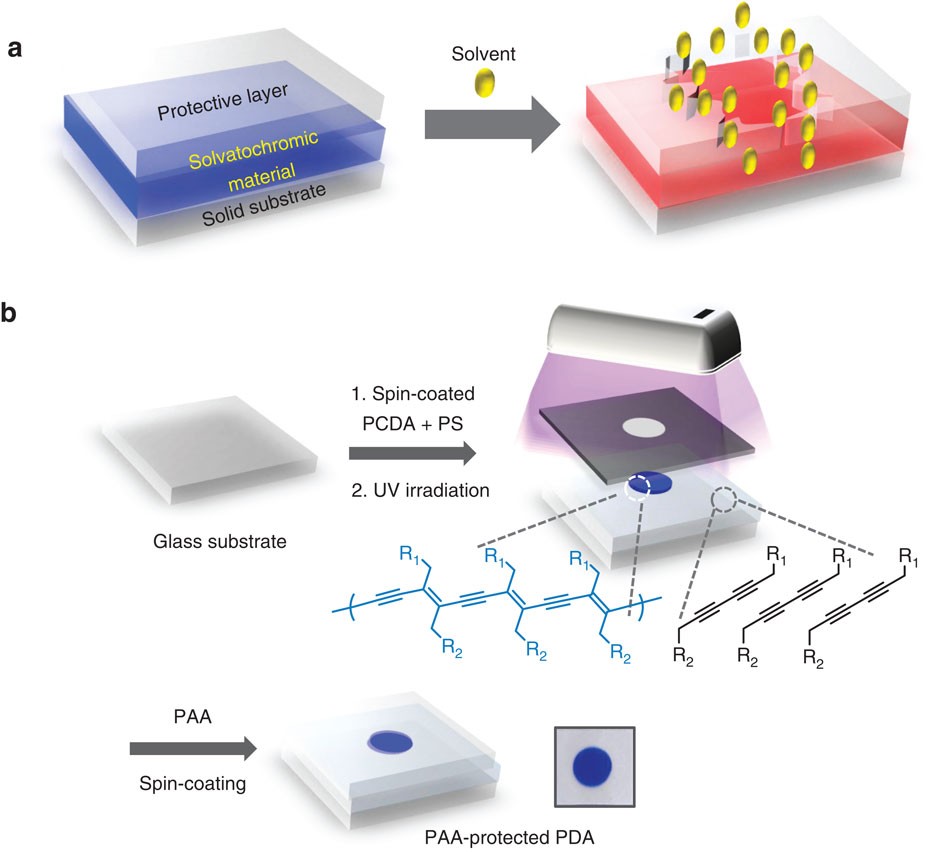 Solvatochromism and Conformational Changes in Fully Dissolved Poly