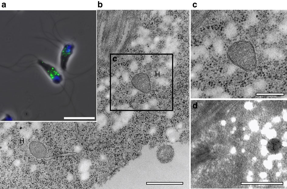 Hydrogenosomes In The Diplomonad Spironucleus Salmonicida Nature Communications
