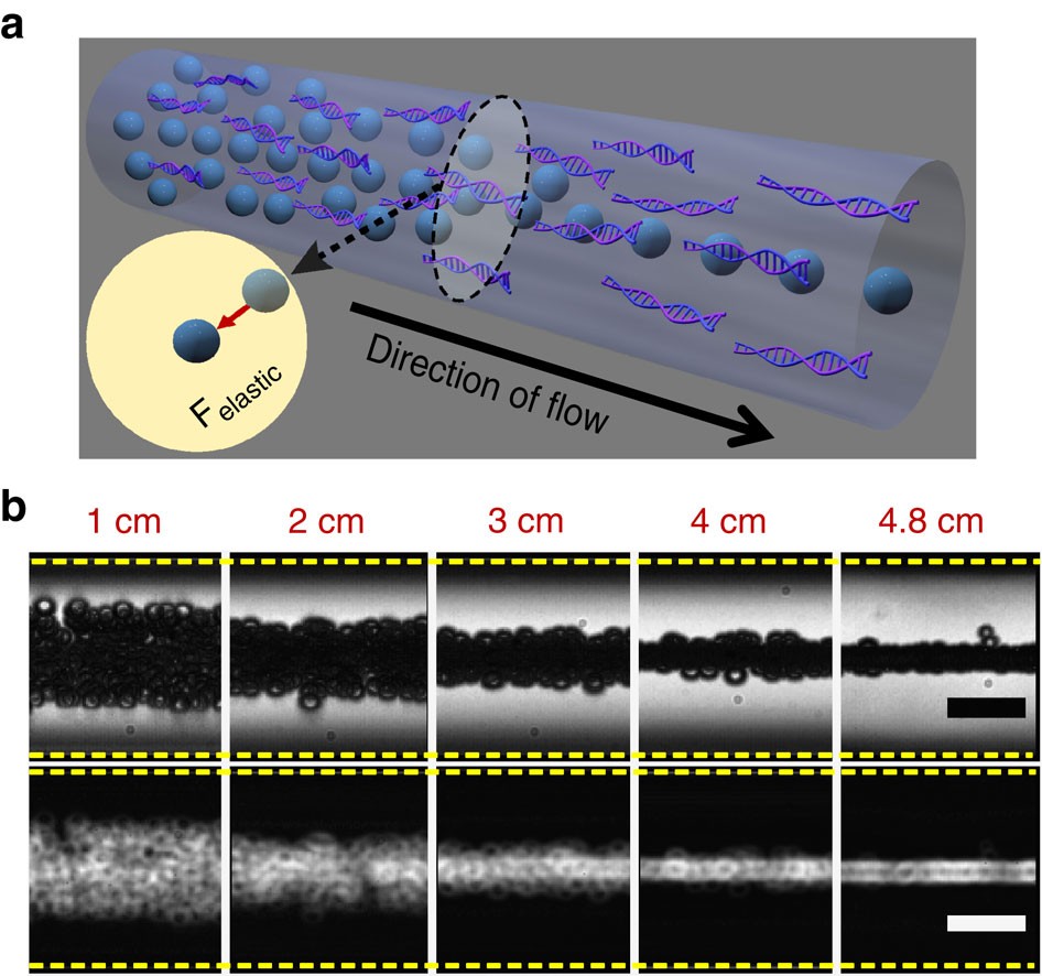 Dna Based Highly Tunable Particle Focuser Nature Communications Dna Based Highly Tunable Particle Focuser Nature Communications