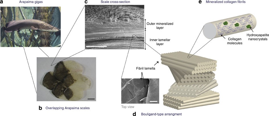 Mechanical adaptability of the Bouligand-type structure in natural dermal  armour