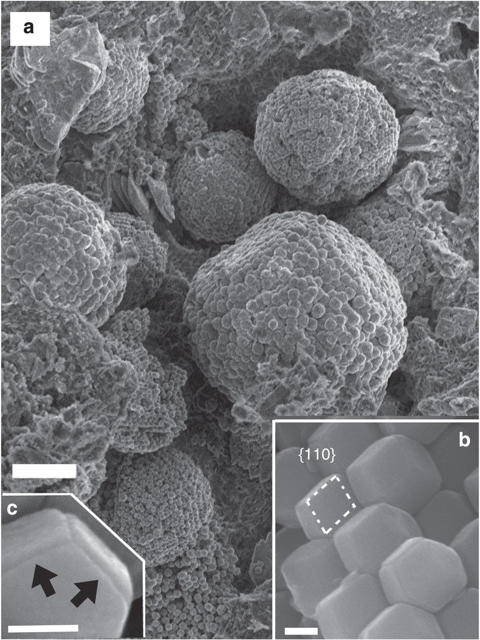 Vortex Magnetic Structure In Framboidal Magnetite Reveals Existence Of Water Droplets In An Ancient Asteroid Nature Communications