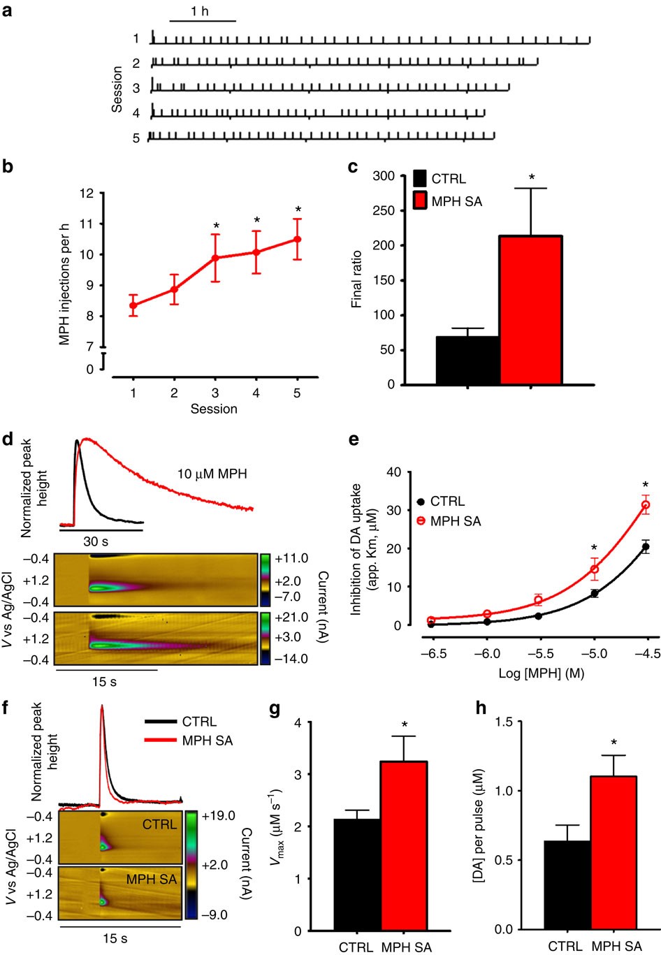 Methylphenidate amplifies the potency and reinforcing effects of  amphetamines by increasing dopamine transporter expression | Nature  Communications