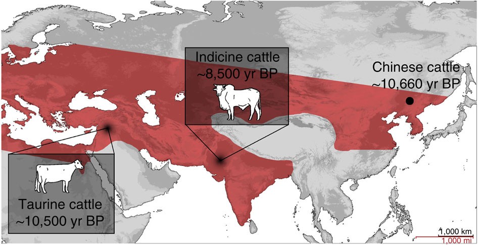 Morphological and genetic evidence for early Holocene cattle management in northeastern China | Nature Communications Morphological and genetic evidence for early Holocene cattle management in northeastern China | Nature Communications