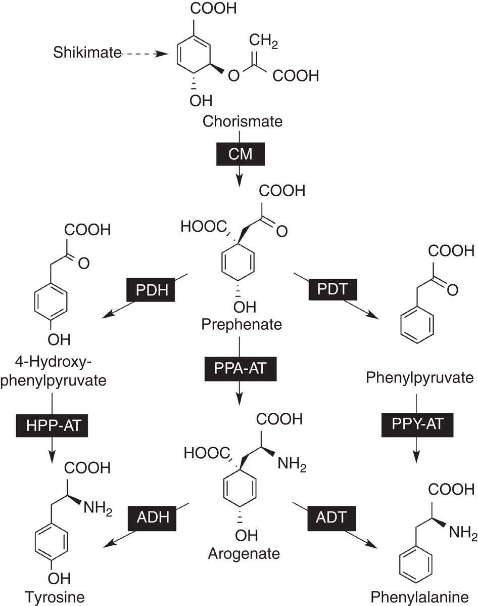 Пэт с тирозином. Октапептид фенилаланин. Фенилаланин тирозин гидроксифосфоенолпируват. Тирозин триптофановые пигменты. Фенилаланин с формальдегидом.