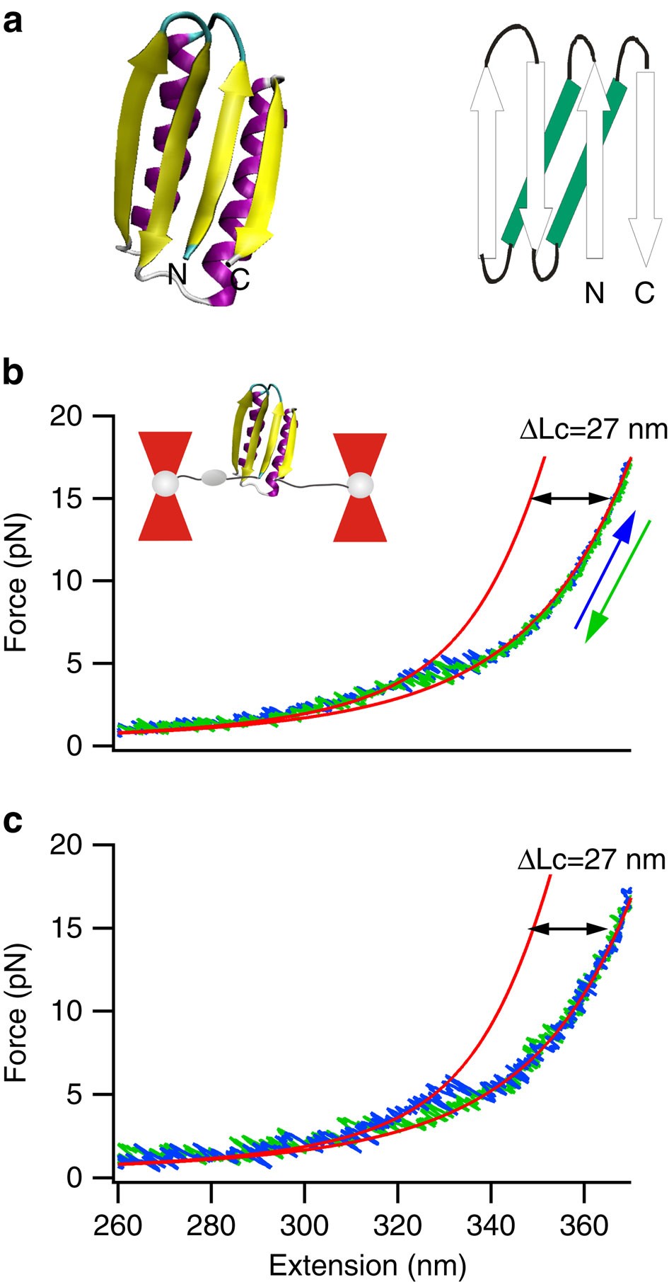 Figure 1: Optical trapping experiments reveal that FL is mechanically labile.
