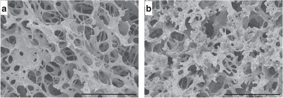 Figure 3: SEM images of (FL)8-based hydrogels.