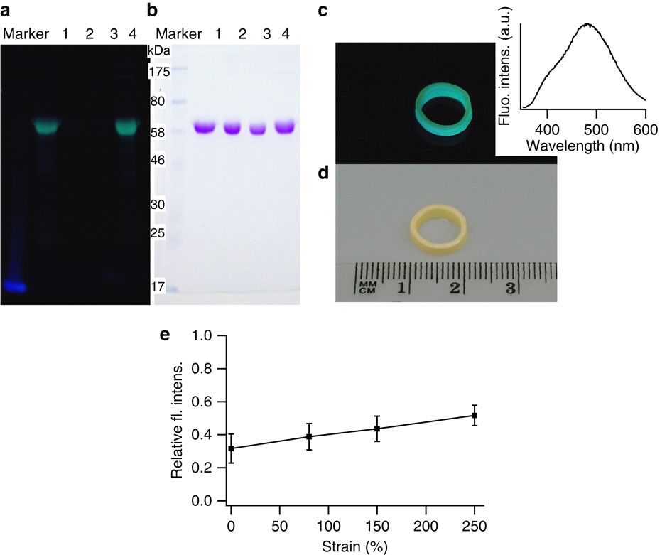 Figure 4: Cysteine shotgun labelling experiments.