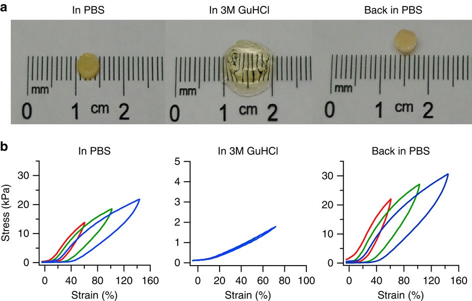 Figure 6: Physical and mechanical properties of (FL)8 hydrogels.