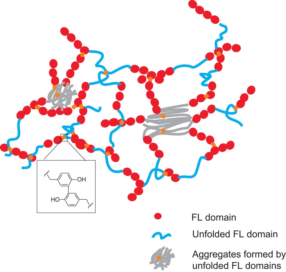 Figure 7: Schematics of the structure of (FL)8-based hydrogels.