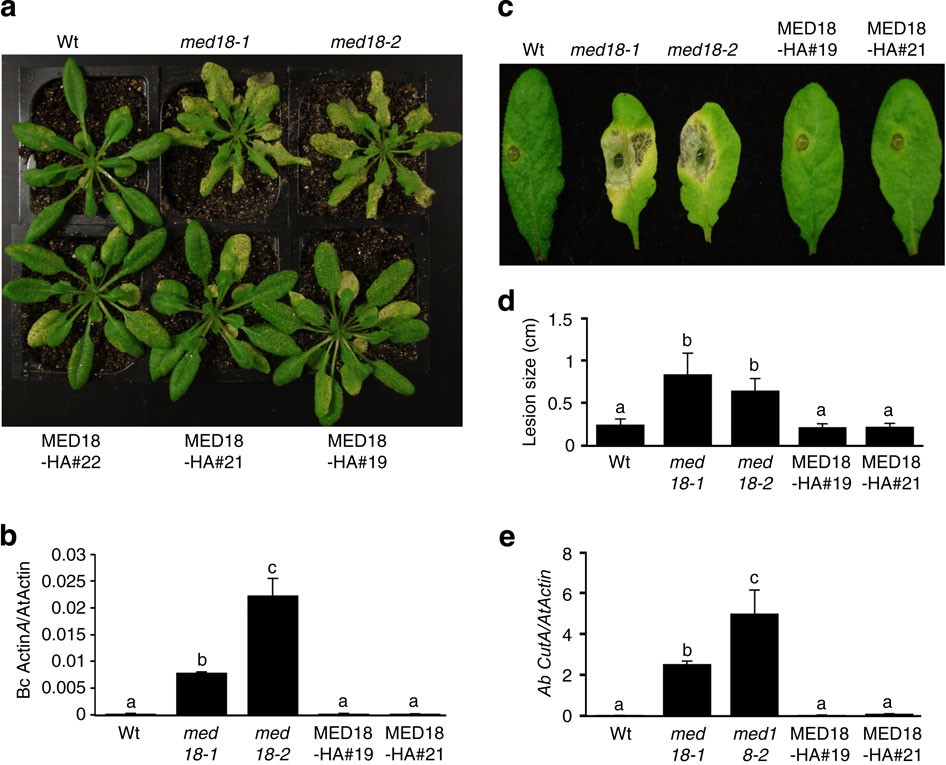 MED18 interaction with distinct transcription factors regulates multiple  plant functions | Nature Communications