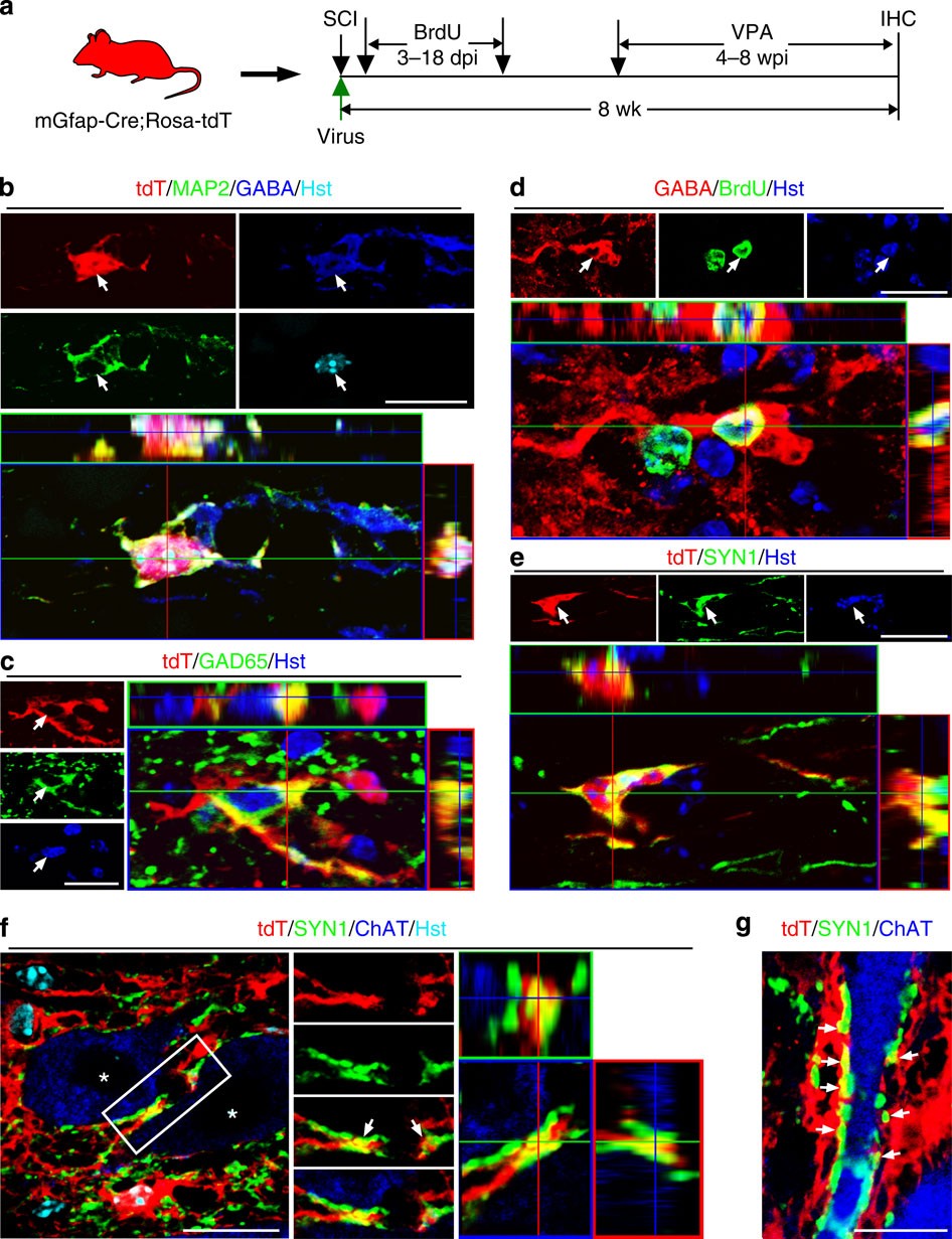 Figure 9: SOX2-induced neurons resemble GABAergic interneurons in the adult spinal cord.