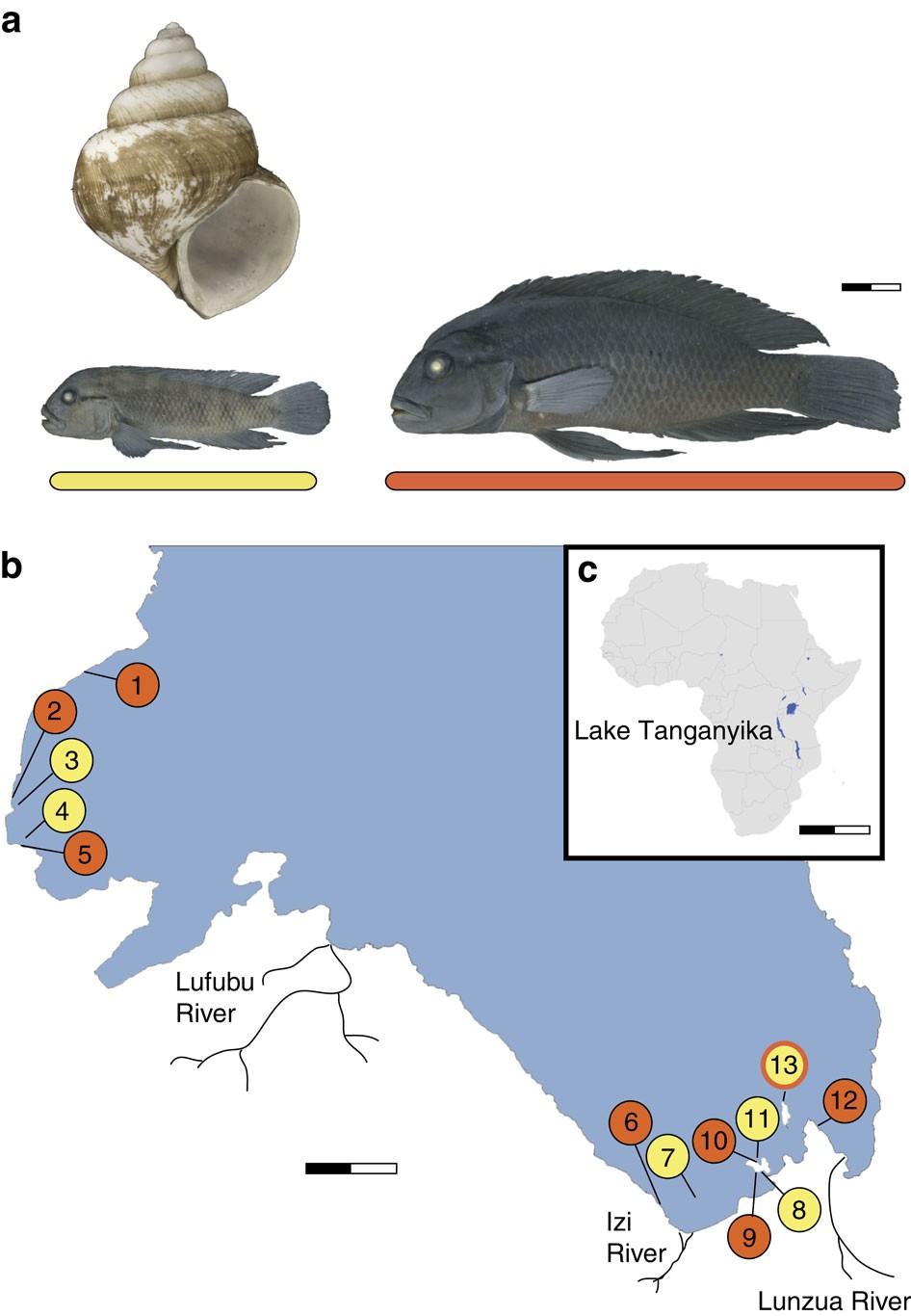 PDF) Some Biological Aspects of Four Fish Species in East Hammar