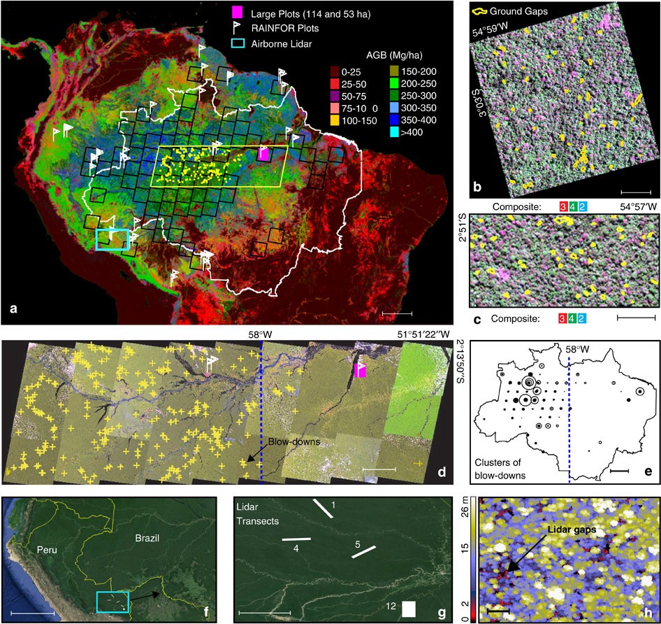 Size and frequency of natural forest disturbances and the Amazon forest  carbon balance | Nature Communications