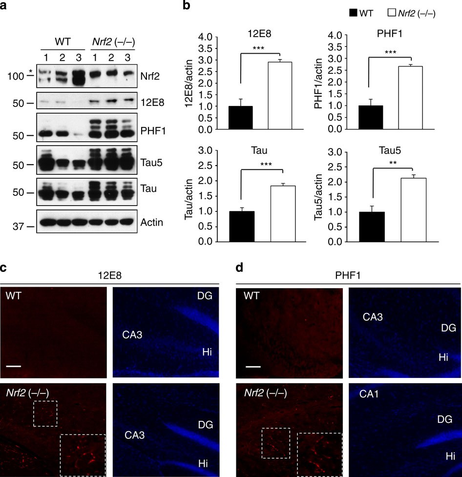 Nrf2 reduces levels of phosphorylated tau protein by inducing autophagy  adaptor protein NDP52 | Nature Communications