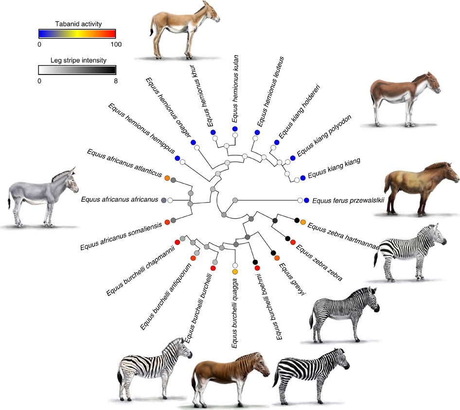 The function of zebra stripes | Nature Communications