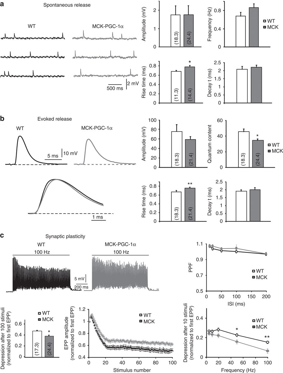 Figure 5: Electrophysiological properties of LAL muscles from WT or transgenic mice