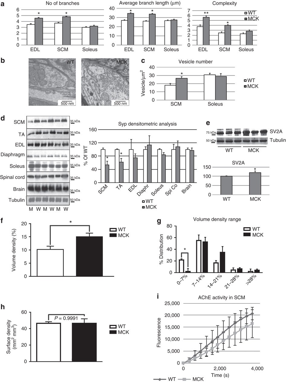 Figure 6: Pre-synaptic remodelling of the NMJ by PGC-1α.