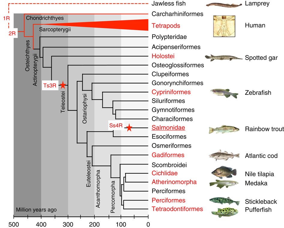 The rainbow trout genome provides novel insights into evolution after  whole-genome duplication in vertebrates | Nature Communications