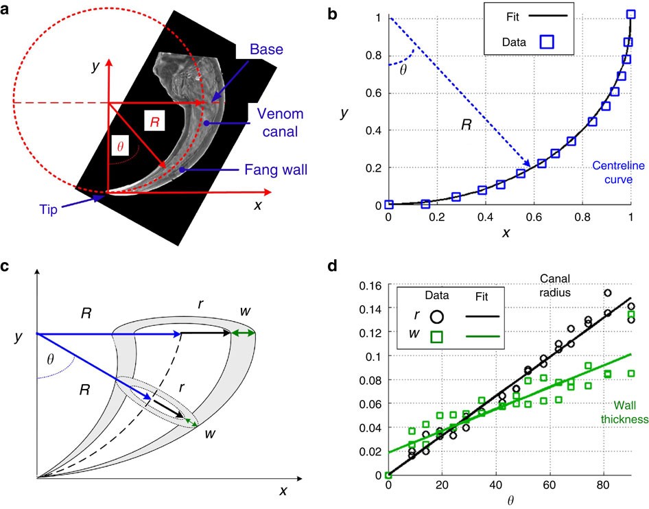 Figure 1: Structure of the natural fang and fang-like model.