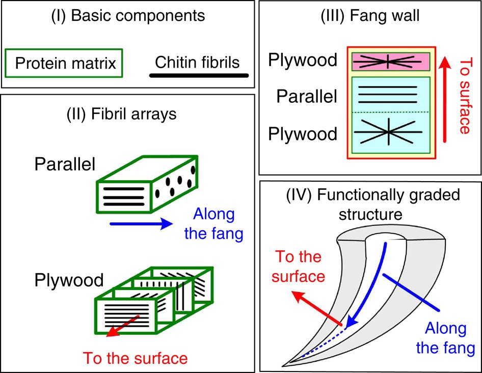 Figure 4: Schematic description of the hierarchical spider fang structure.