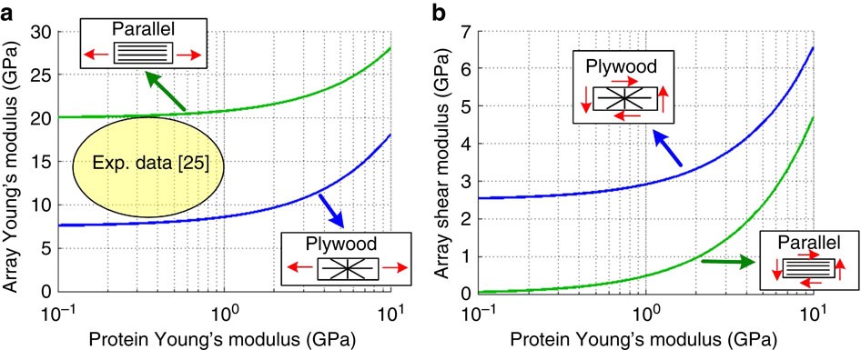 Figure 5: Effect of the proteins’ Young’s modulus (level I) on the composite moduli (level II).