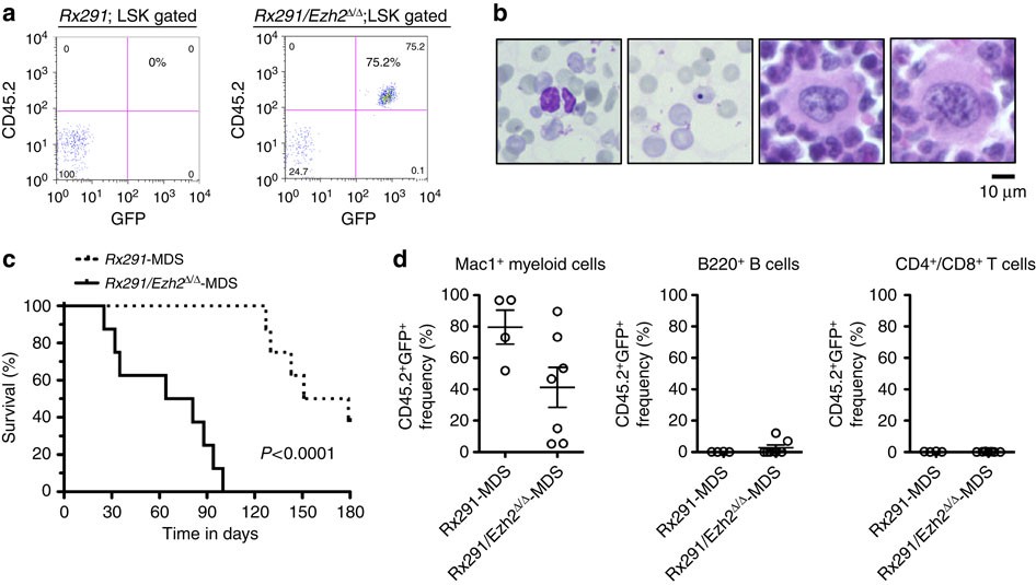 Figure 3: Ezh2 loss promotes initiation and propagation of RUNX1S291fs-induced MDS.