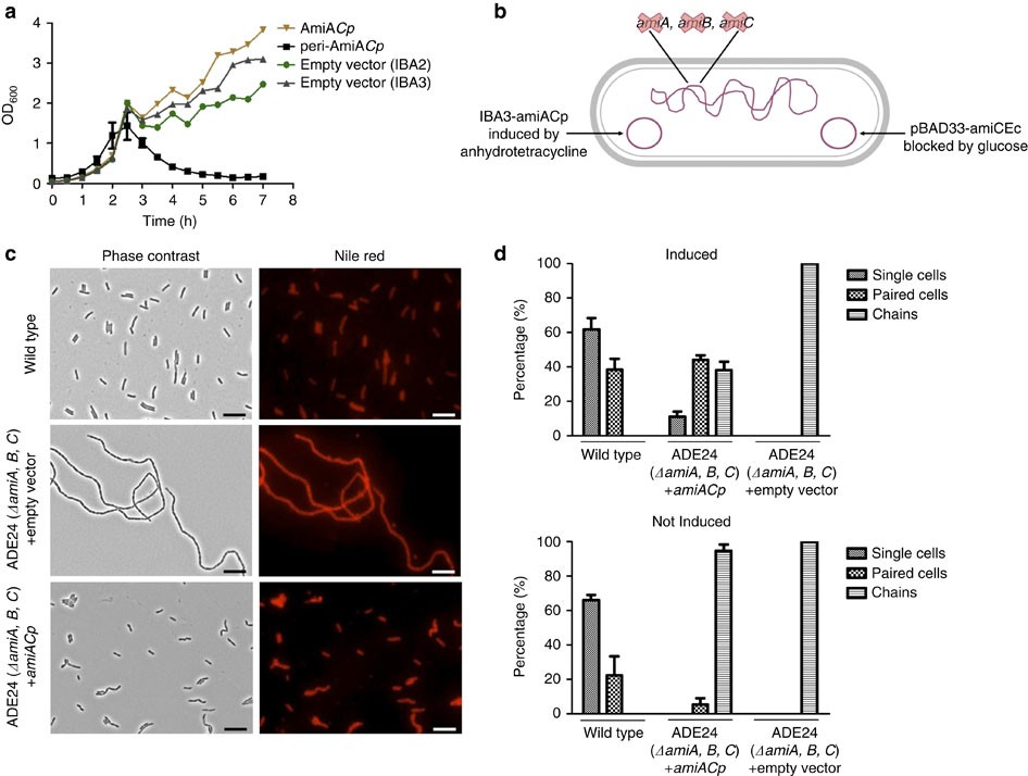 AmiA is a penicillin target enzyme with dual activity in the intracellular  pathogen Chlamydia pneumoniae | Nature Communications
