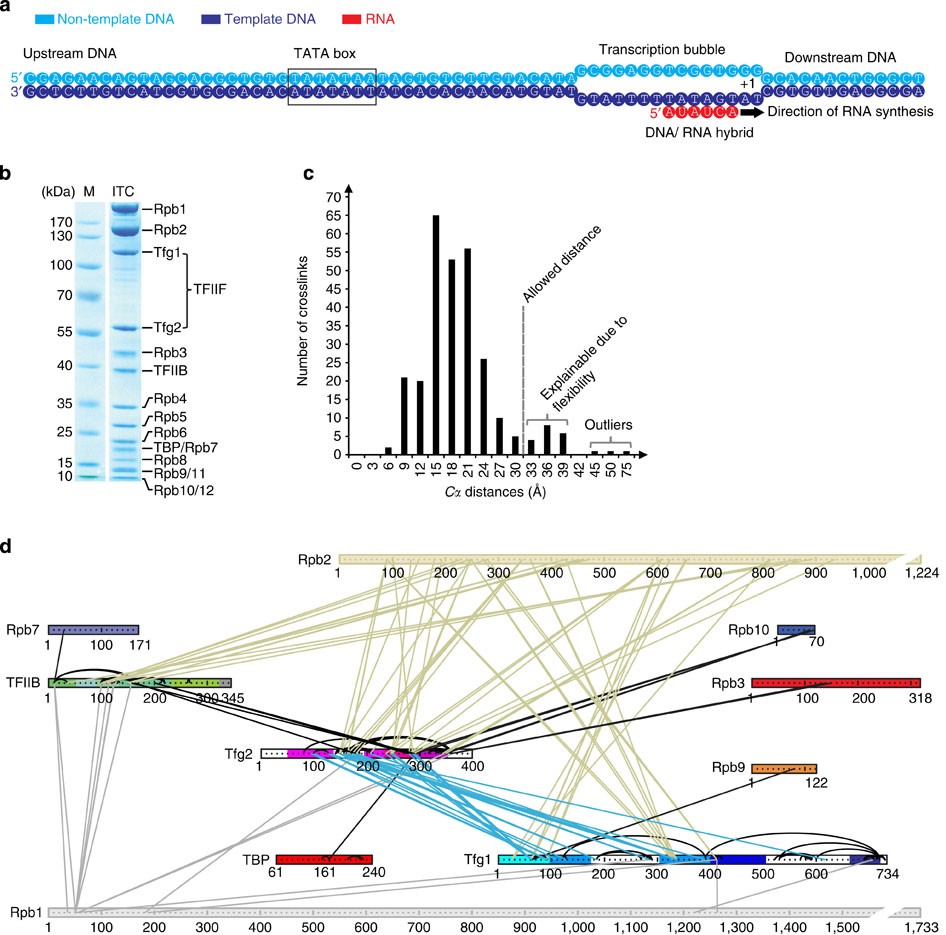Conserved architecture of the core RNA polymerase II initiation complex | Nature Communications conserved-architecture-of-the-core-rna-polymerase-ii-initiation-complex-nature-communications