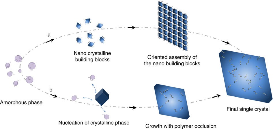 The nano- and meso-scale structure of amorphous calcium carbonate