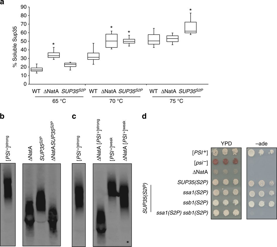 Loss of amino-terminal acetylation suppresses a prion phenotype by 