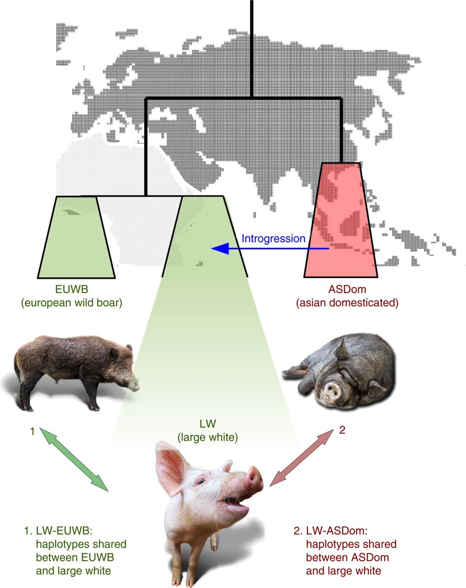 Genomic analysis reveals selection for Asian genes in European pigs following human-mediated introgression Nature Communications