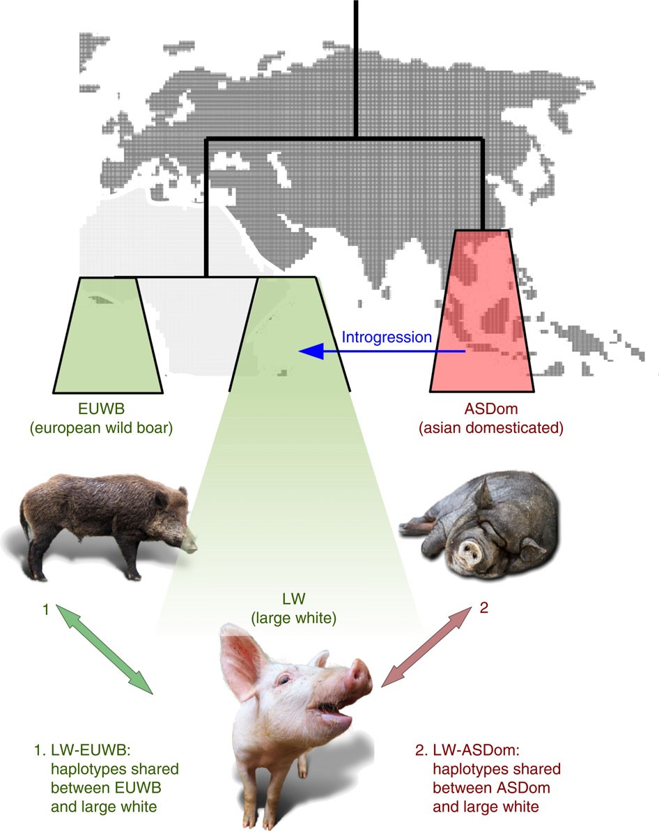 Genomic analysis reveals selection for Asian genes in European pigs following human-mediated introgression | Nature Communications Genomic analysis reveals selection for Asian genes in European pigs following human-mediated introgression | Nature Communications