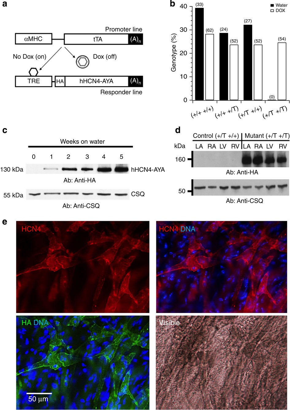 Cardiac arrhythmia induced by genetic silencing of 'funny' (f) channels is  rescued by GIRK4 inactivation | Nature Communications