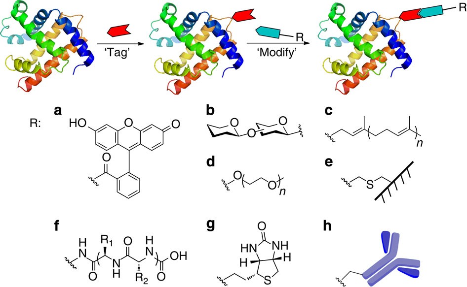 Selective chemical protein modification | Nature Communications