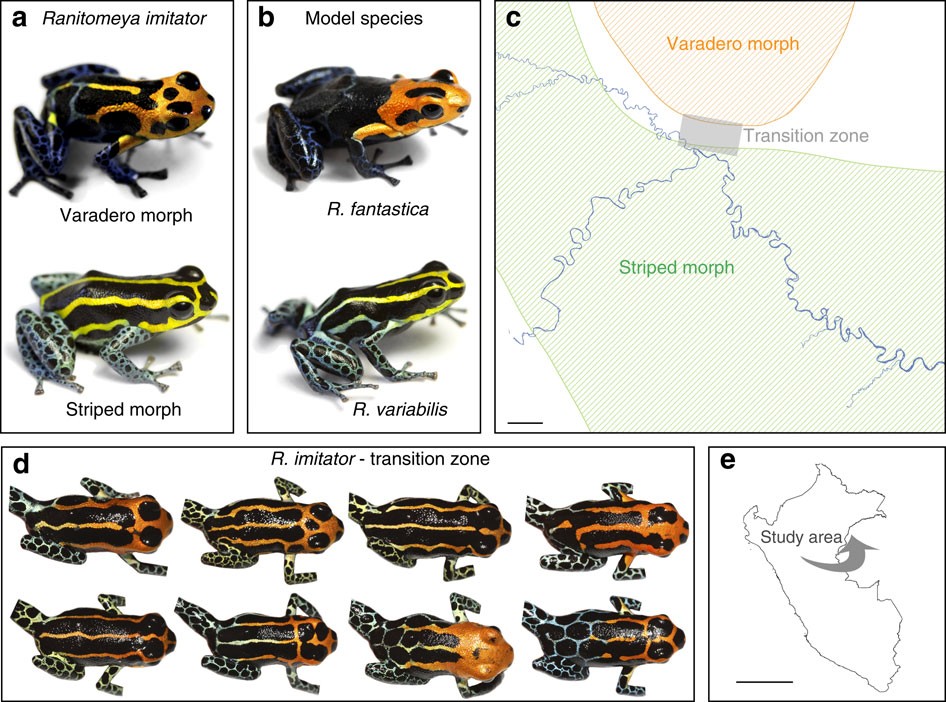 Reproductive isolation related to mimetic divergence in the poison frog  Ranitomeya imitator | Nature Communications